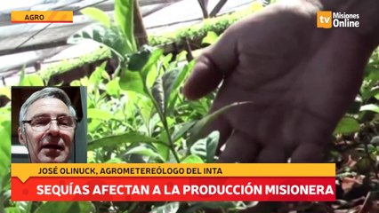 Sequías afectan a la producción misionera