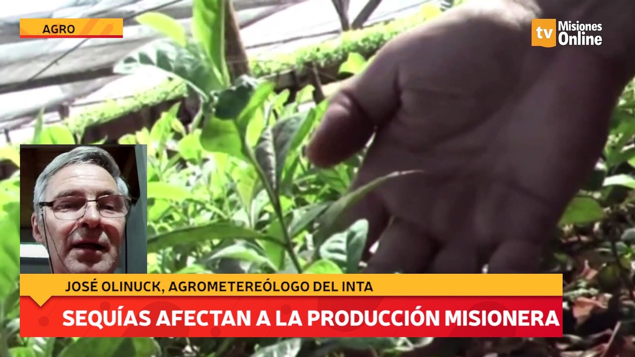Sequías afectan a la producción misionera