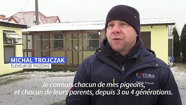 La Pologne, paradis méconnu des pigeons voyageurs