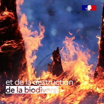 Pourquoi un plan protéines végétales ?