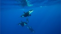 Une étude documente pour la première fois des orques tuant des baleines bleues
