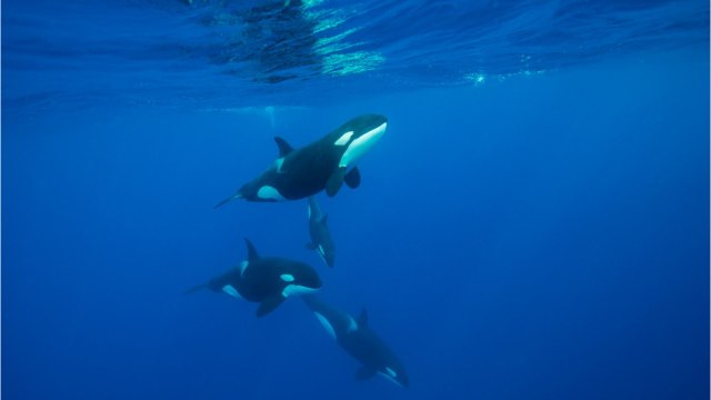 Une étude documente pour la première fois des orques tuant des baleines bleues