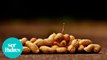 Un nuevo estudio muestra que el tratamiento de la alergia al cacahuete funciona en niños pequeños