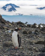 Un manchot filme sa propre attaque sur un banc de sardines carré ok