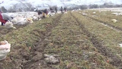 Çiftçiler, kara rağmen havuç hasadı yapıyor