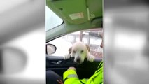Son dakika: Polis aracının camına yanaşan köpeği polis elleriyle besledi