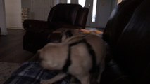 Startled Puppy Rolls Off Sofa