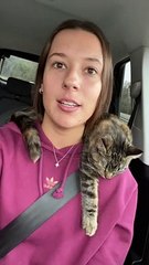 Everyone Needs a Cat Neck Pillow