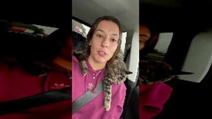 Everyone Needs a Cat Neck Pillow