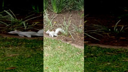 Squirrel Courtship Ends in Ferocious Kick