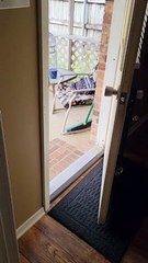 Koda Pulls Daisy Outside to Play by Her Ear