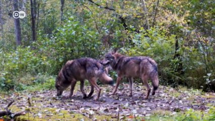 Стена на границе Беларуси и Польши угрожает обитателям Беловежской Пущи