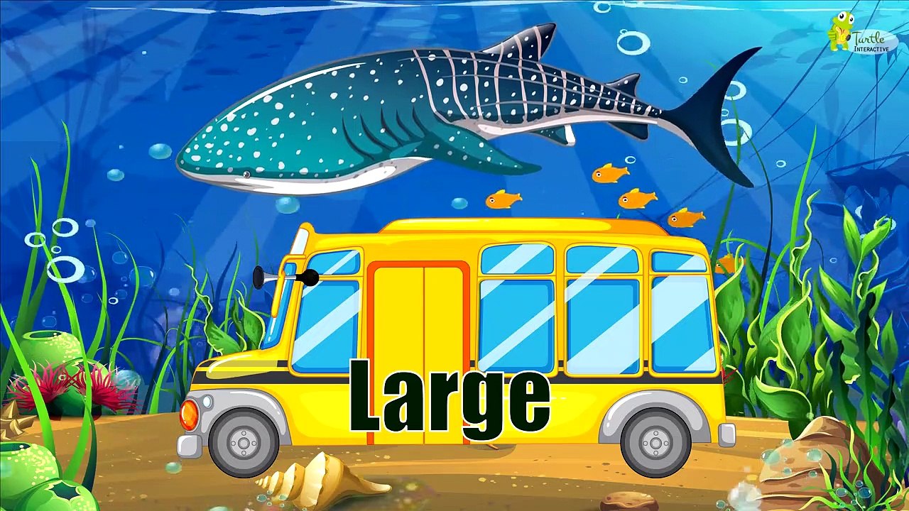 Shark Facts | Why Sharks are so awesome | Fun Facts for Kids