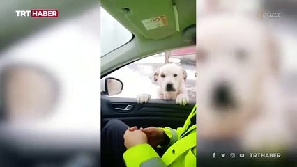 Download Video: Polis aracının camına gelen köpeği elleriyle besledi