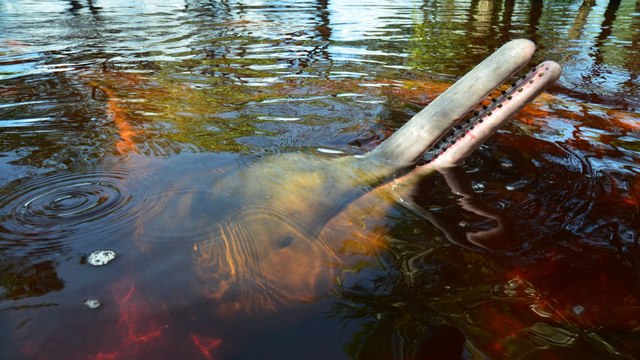 Cambio climático: la nueva amenaza a la supervivencia de los delfines de río de Suramérica