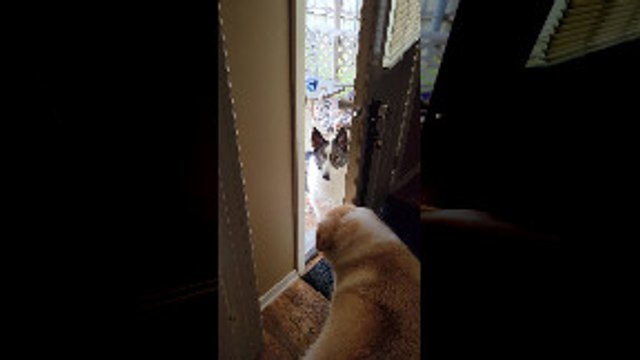 Koda Pulls Daisy Outside to Play by Her Ear