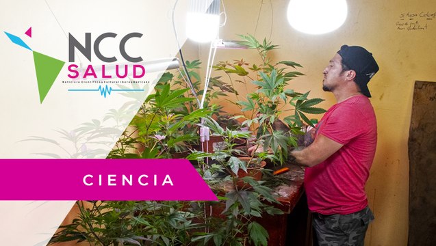Cannabis medicinal, una polémica alternativa que aguarda la legalización en Costa Rica