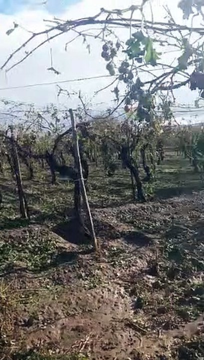 Imágenes del daño ocasionado en Rivadavia