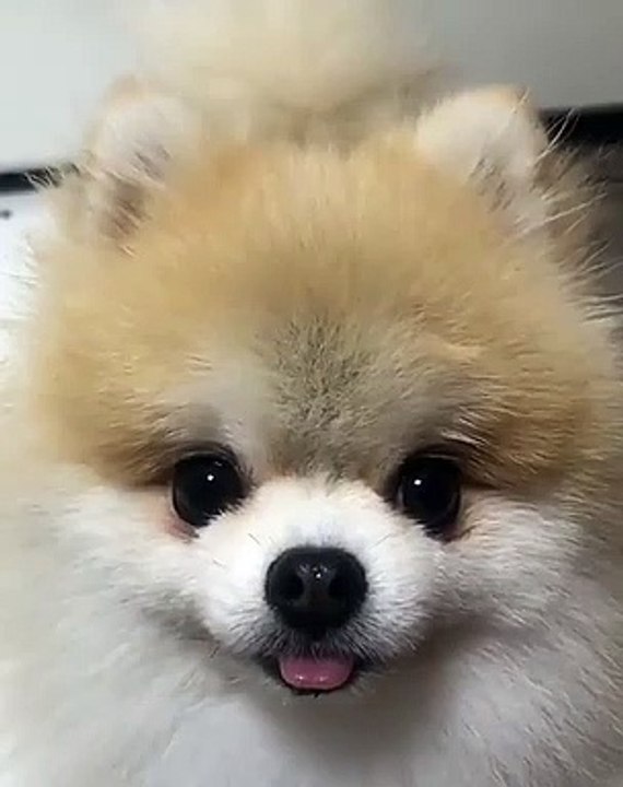 Cute Dog - #60