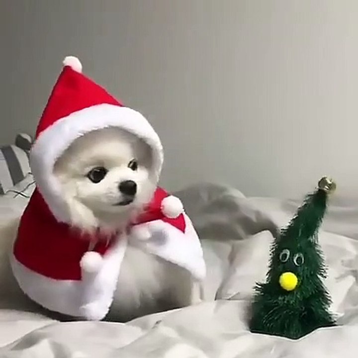Cute Dog - #61
