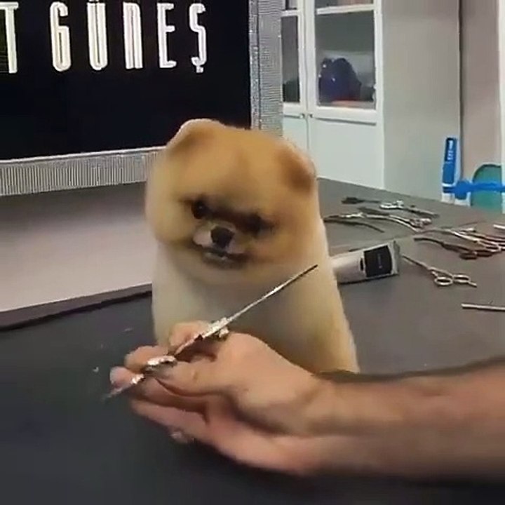 Cute Dog - #62
