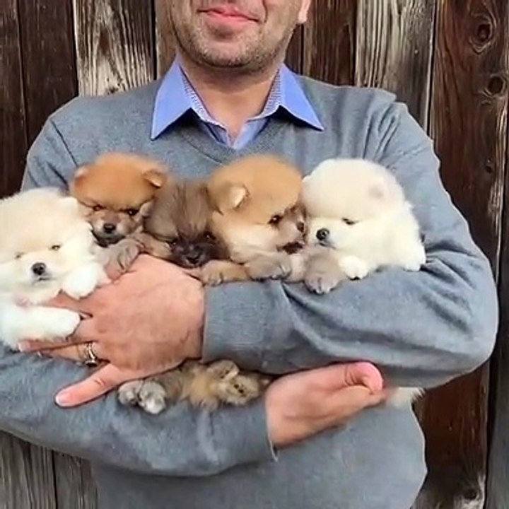 Cute Dog - #63