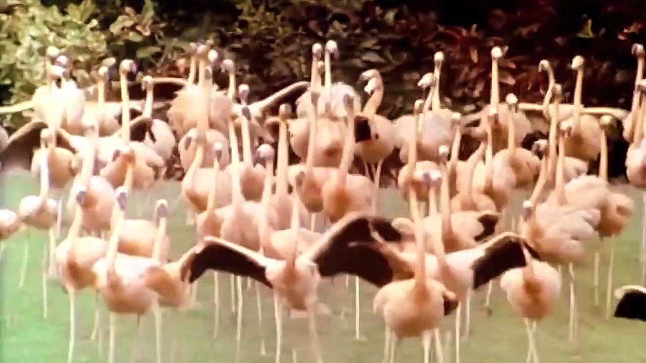 Miami Vice Saison 0 - Opening (EN)