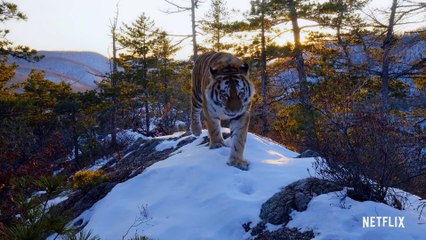Nuestro planeta - Tráiler Netflix