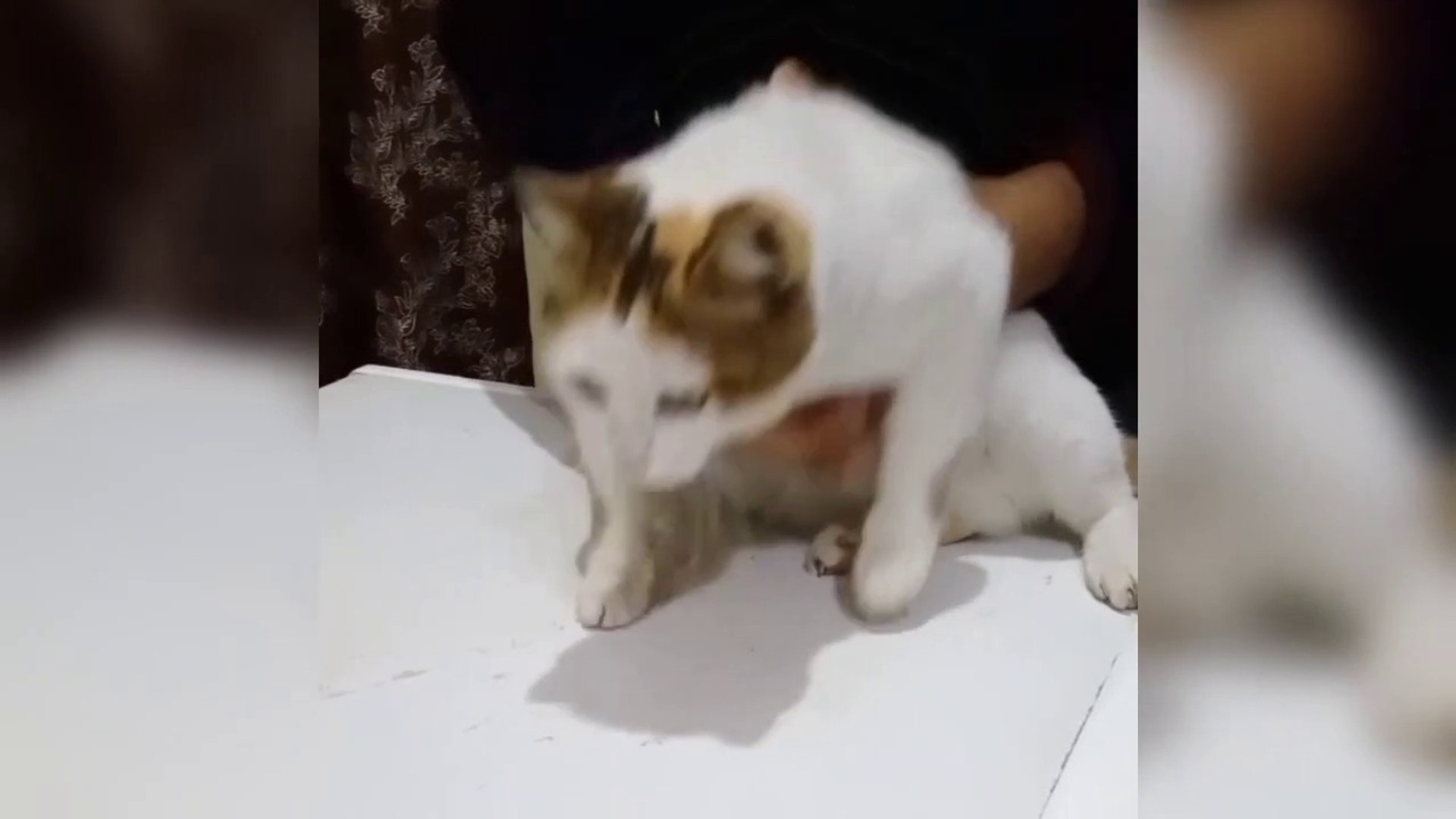 ⁣New Cat Finds The Best Friend Ever