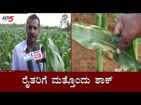 ಬೆಲೆ ಇಳಿಕೆ ಬೆನ್ನಲ್ಲೇ ರೈತರಿಗೆ ಮತ್ತೊಂದು ಶಾಕ್ | Another Shock For Farmers | Kolar | TV5 Kannada