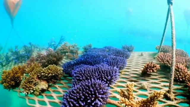 $1b in funding to help protect the Great Barrier Reef from climate change