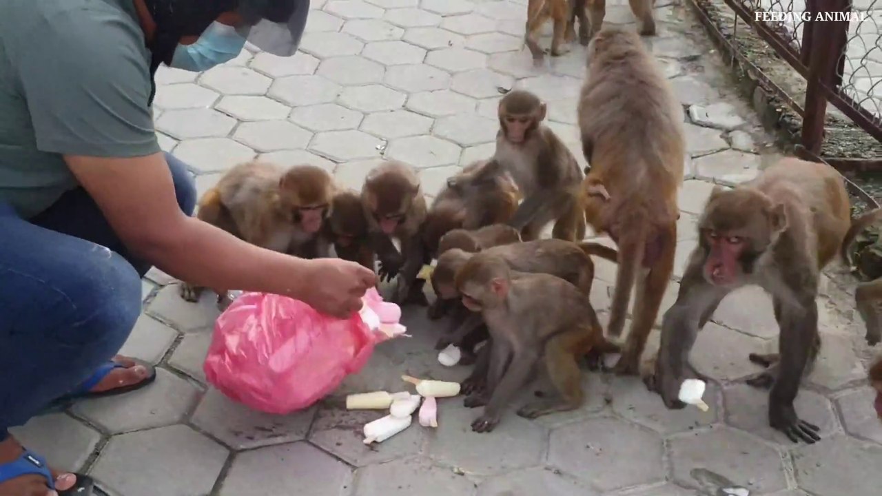feeding home made sugar free ice-cream to the monkey _ monkey like to eat ice-cr_Full-HD