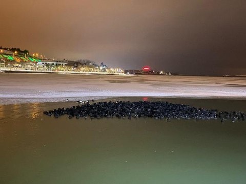 Ankara'nın simgelerinden Mogan Gölü ve Kuğulu Park buz tuttu