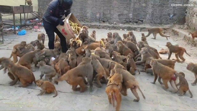 feeding a group of monkeys two crates of bananas | feeding banana to wild monkey | monkey eat banana