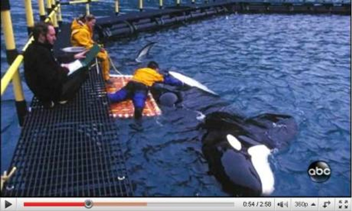 Sauvez Tilly : qu'adviendra-t-il de l'orque du SeaWorld d'Orlando ?