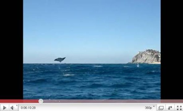 Des raies manta filmées sautant hors de l'eau