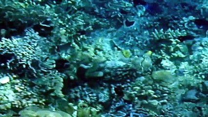 TERUMBU KARANG - BUNAKEN - MANADO