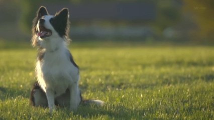 Il n'est jamais trop tard pour dresser votre chien, conseil d'experts