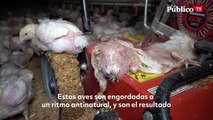 Hacinamiento, aves deformadas y cadáveres: una investigación revela la crueldad de las granjas de engorde de pollos