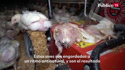 Télécharger la video: Hacinamiento, aves deformadas y cadáveres: una investigación revela la crueldad de las granjas de engorde de pollos