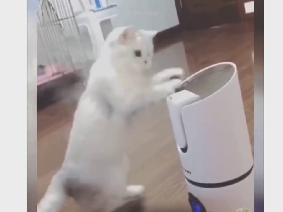 cat funny video, cute cat