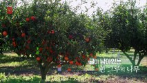건축탐구- 집 - 귤밭집에 삼대가 산다_#001