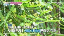 신비의 식물 다이어트와 비만에 도움 주는 ◆시서스◆ TV CHOSUN 220128 방송