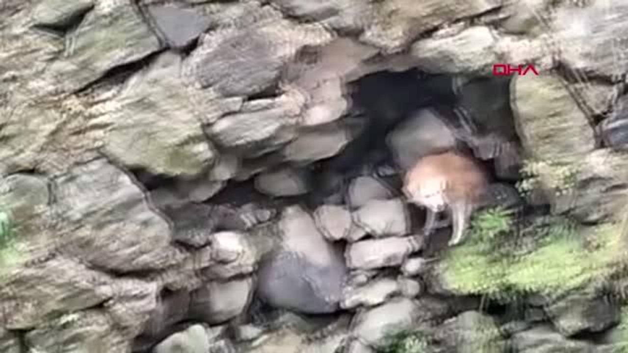 RİZE'DE DERE YATAĞINDA MAHSUR KALAN KÖPEK KURTARILDI