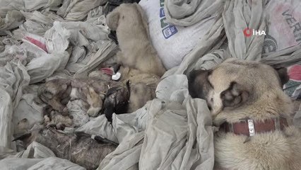 'Prenses'in evlat acısı