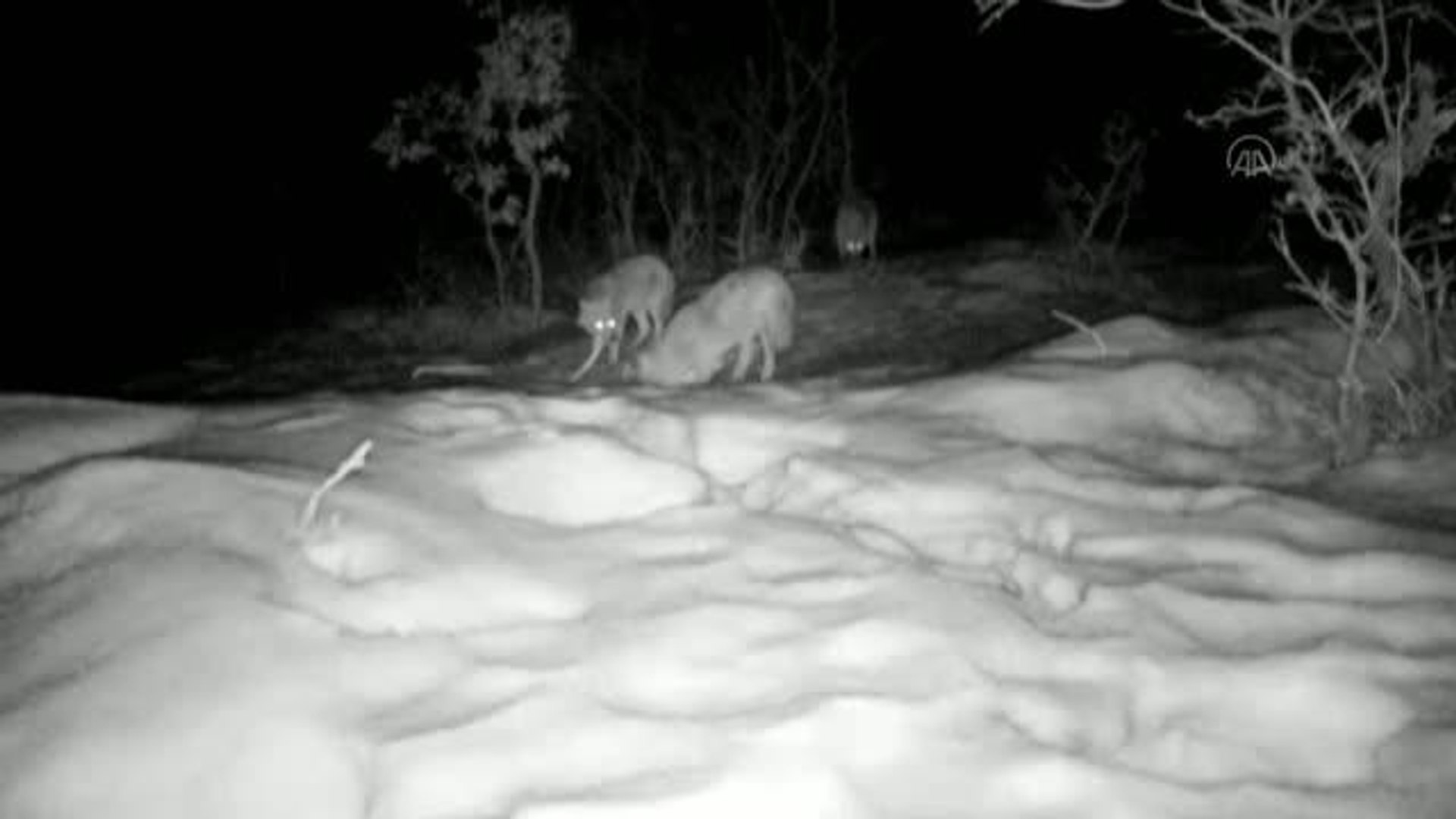 Yaban hayatı fotokapanlara yansıdı
