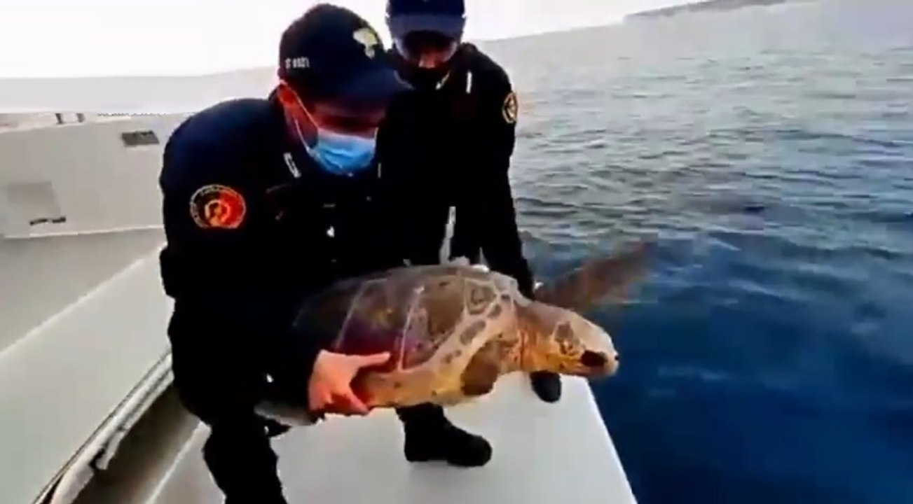 Lampedusa - Torna in mare "Fiamma", la tartaruga caretta caretta salvata dai carabinieri (28.01.22)
