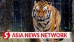 Vietnam News | Tiger on the brink of extinction in Vietnam