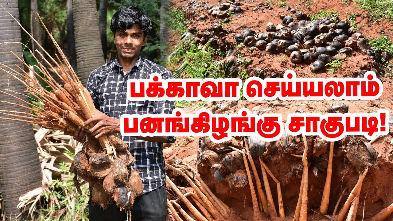 1 விதையிலிருந்து 3 கிழங்கு... பனங்கிழங்கு சாகுபடியில் கலக்கும் இளைஞர் _  Pasumai Vikatan