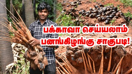1 விதையிலிருந்து 3 கிழங்கு... பனங்கிழங்கு சாகுபடியில் கலக்கும் இளைஞர் _  Pasumai Vikatan
